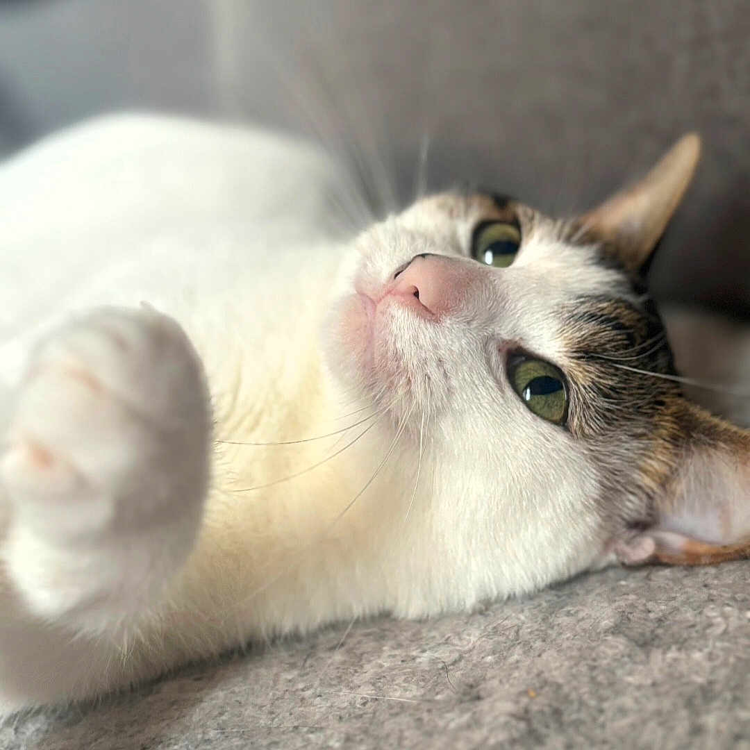 Molly