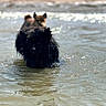 Stitch participe au concours pour gagner de l'argent avec cette photo : dog, black_dog, wet_fur, beach, ocean, seawater, shoreline, shallow_water, splashing, swimming, outdoors, animal, pet, ears, fur, sunlight, waves, coast, water, action_photo