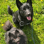 Stitch participe au concours pour gagner de l'argent avec cette photo : dogs, black_dogs, fluffy_dog, shorthaired_dog, outdoor, grass, lawn, yellow_flowers, sunlight, portrait, pet, canine, tongue_out, happy, sitting, lying_down, leash, collar, garden, animal_photography