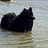 Stitch participe au concours pour gagner de l'argent avec cette photo : dog, black_dog, wet_dog, fluffy, long_hair, animal, pet, water, shallow_water, swimming, outdoors, beach, river, wet_fur, tongue, sitting, lying_down, side_profile, ripples, natural_light