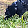 Kurt participe au concours pour gagner de l'argent avec cette photo : dog, black_dog, canine, harness, outdoors, grass, nature, woodland, park, animal, pet, walking, sniffing, curious, short_coat, black_fur, profile, closeup, bokeh, daylight