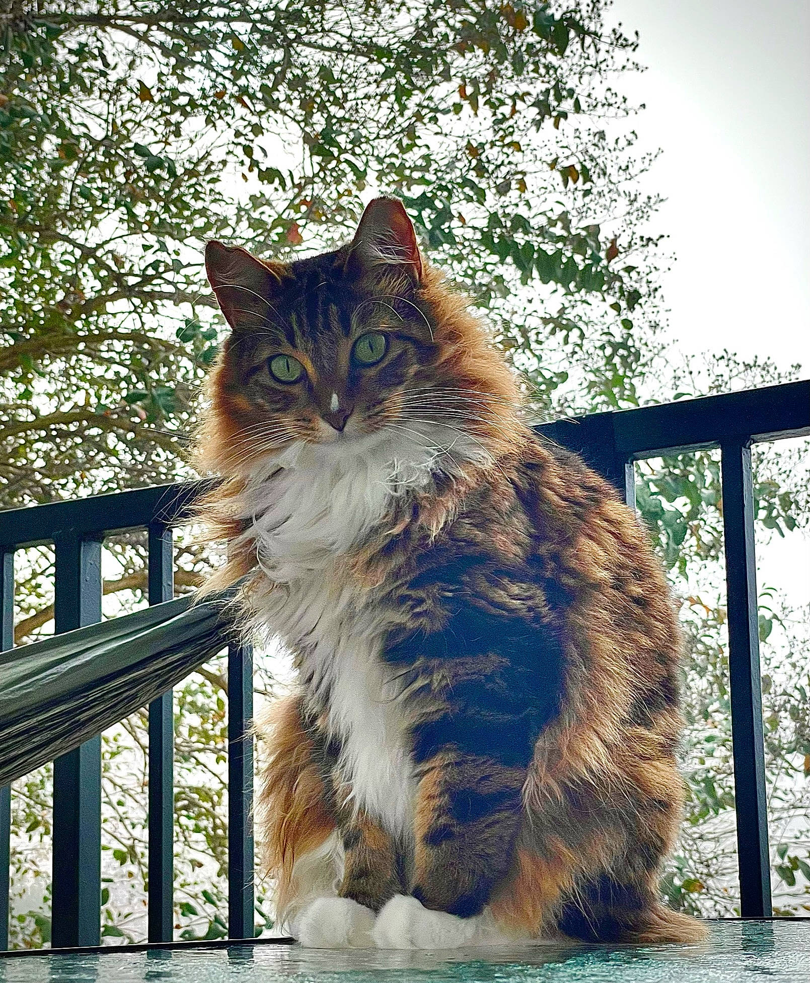 Cupcake is registered to the contest to win money with this photo: branch, carnivore, cat, domestic_short_haired_cat, fawn, felidae, fence, fur, grass, plant, sky, small_to_medium_sized_cats, snout, sunlight, tail, tints_and_shades, tree, whiskers, wildlife, wood