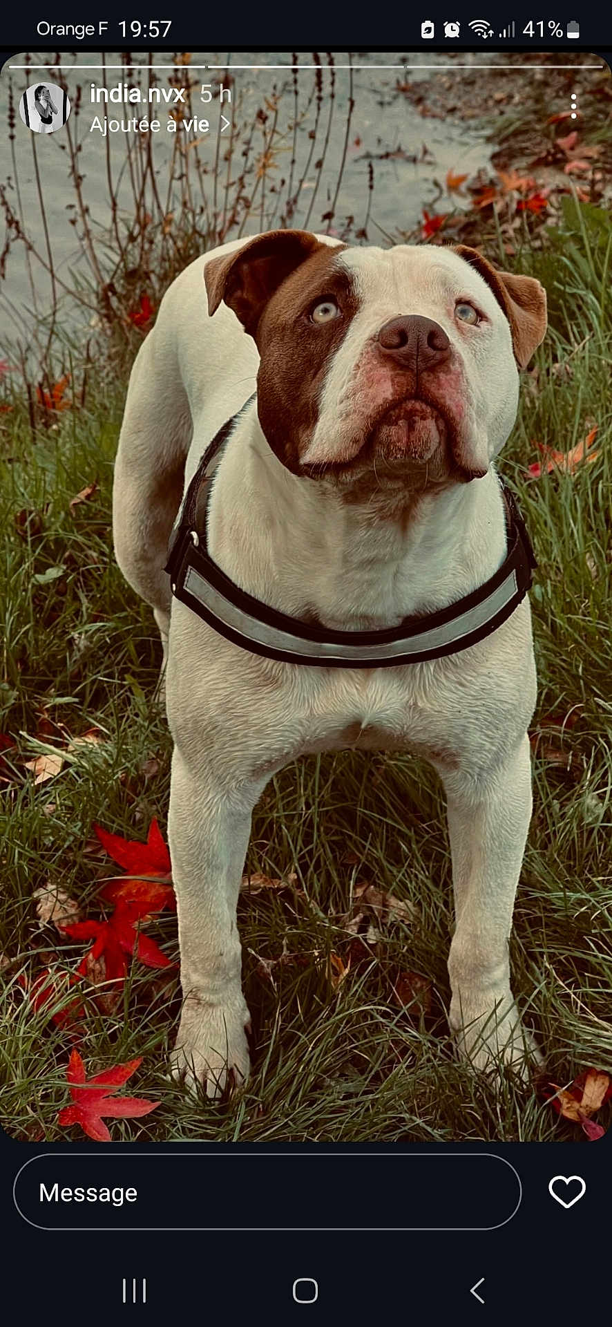 Indy participe au concours pour gagner de l'argent avec cette photo : dog, animal, canine, outdoor, grass, autumn, leaves, red_leaves, white_dog, brown_dog, pet, harness, nature, portrait, looking_up, alert, cute, fur, mammal, walking