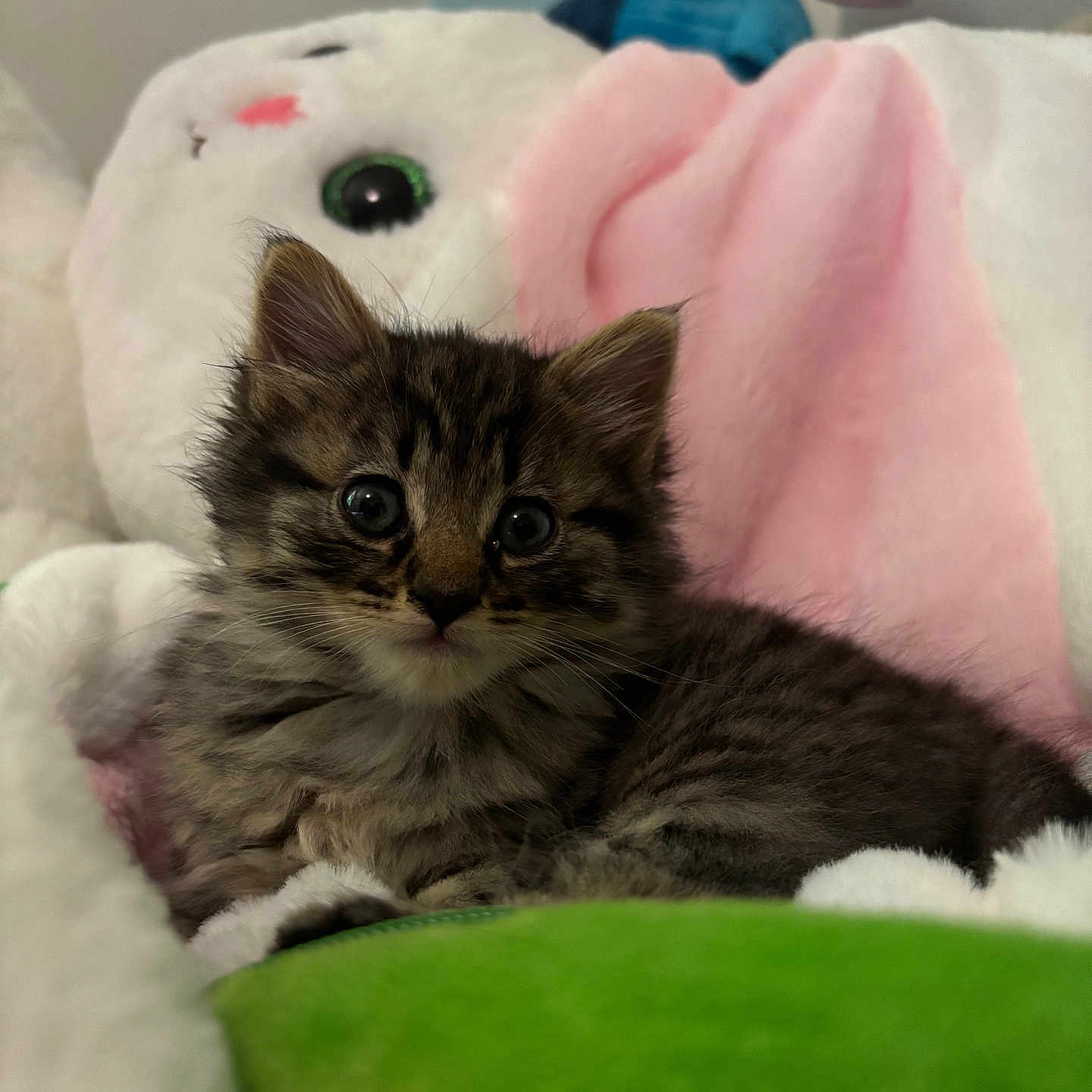 Mimii participe au concours pour gagner de l'argent avec cette photo : adorable, animal, bunny, cat, close_up, cozy, cute, feline, fluffy, fur, green_eye, indoor, kitten, pet, pink_ears, plush_toy, resting, soft, tabby, young