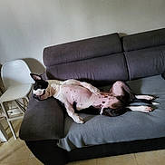 Biggy participe au concours pour gagner de l'argent avec cette photo : dog, couch, indoor, relaxed, lying_down, white_chair, floor, spot, black_and_white, pet, comfortable, home, furniture, resting, canine, domestic_animal, sleeping, tile_floor, living_room, casual