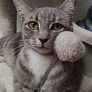 Ms Kitty joined the competition — help win amazing prizes! cat, gray_cat, white_chest, green_eyes, whiskers, ears, furry, sitting, pet, portrait, close_up, indoor, cat_tree, scratching_post, plush, cozy, soft_texture, vertical_photo, alert, adorable