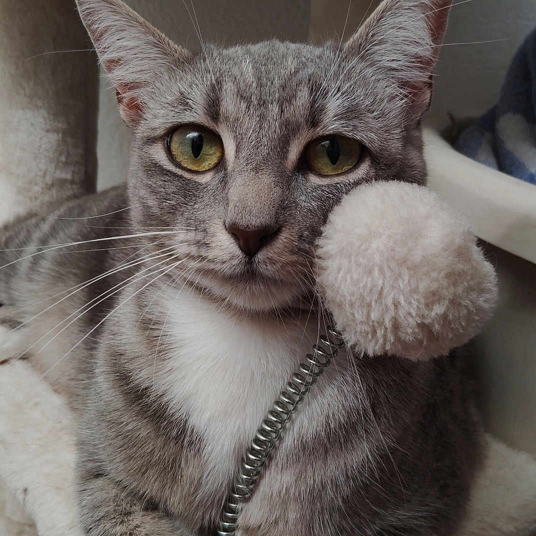 Ms Kitty