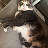 Indica is registered to the contest to win money with this photo: cat, calico_cat, pet, feline, animal, fluffy, fur, whiskers, green_eyes, pink_nose, ears, paws, lying_down, lounging, indoor, chair, cushion, close_up, portrait, cute