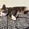 cat, calico_cat, pet, feline, sleepy, lying_down, relaxed, fluffy, fur, whiskers, ears, white_paws, pink_nose, indoors, cushion, patterned_fabric, black_and_white, wall, close_up, animal_photography