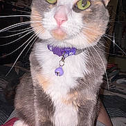 Indica is registered to the contest to win money with this photo: cat, calico_cat, pet, animal, feline, green_eyes, whiskers, pink_nose, purple_collar, bell, fur, close_up, portrait, indoors, flash_photography, sitting, bed, blanket, curious, cute