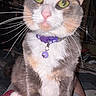 cat, calico_cat, pet, animal, feline, green_eyes, whiskers, pink_nose, purple_collar, bell, fur, close_up, portrait, indoors, flash_photography, sitting, bed, blanket, curious, cute