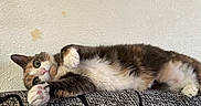 Indica joined the competition — help win amazing prizes! cat, calico_cat, feline, pet, animal, lying_down, relaxed, sleepy, playful, raised_paw, green_eyes, whiskers, pink_nose, fur, white_fur, black_fur, orange_fur, cushion, indoor, portrait