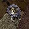 Indica is registered to the contest to win money with this photo: cat, hoodie, lavender_clothing, pet, animal, feline, sitting, rug, carpet, wooden_floor, indoor, home, furniture, couch, chair_leg, portrait, looking_at_camera, green_eyes, whiskers, cozy
