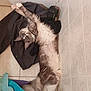 Youna participe au concours pour gagner de l'argent avec cette photo : cat, gray, white, fluffy, stretching, floor, tiles, clothes, towels, bathroom, relaxed, pet, fur, indoor, cozy, cute, whiskers, paws, tail, home