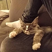 Youna a rejoint le concours — aidez-le/la à gagner de superbes lots ! cat, kitten, sleeping, lap, jeans, person, couch, indoor, cozy, relaxed, furniture, soft_lighting, gray_cat, white_paws, resting, pet, domestic_animal, home, comfort, animal