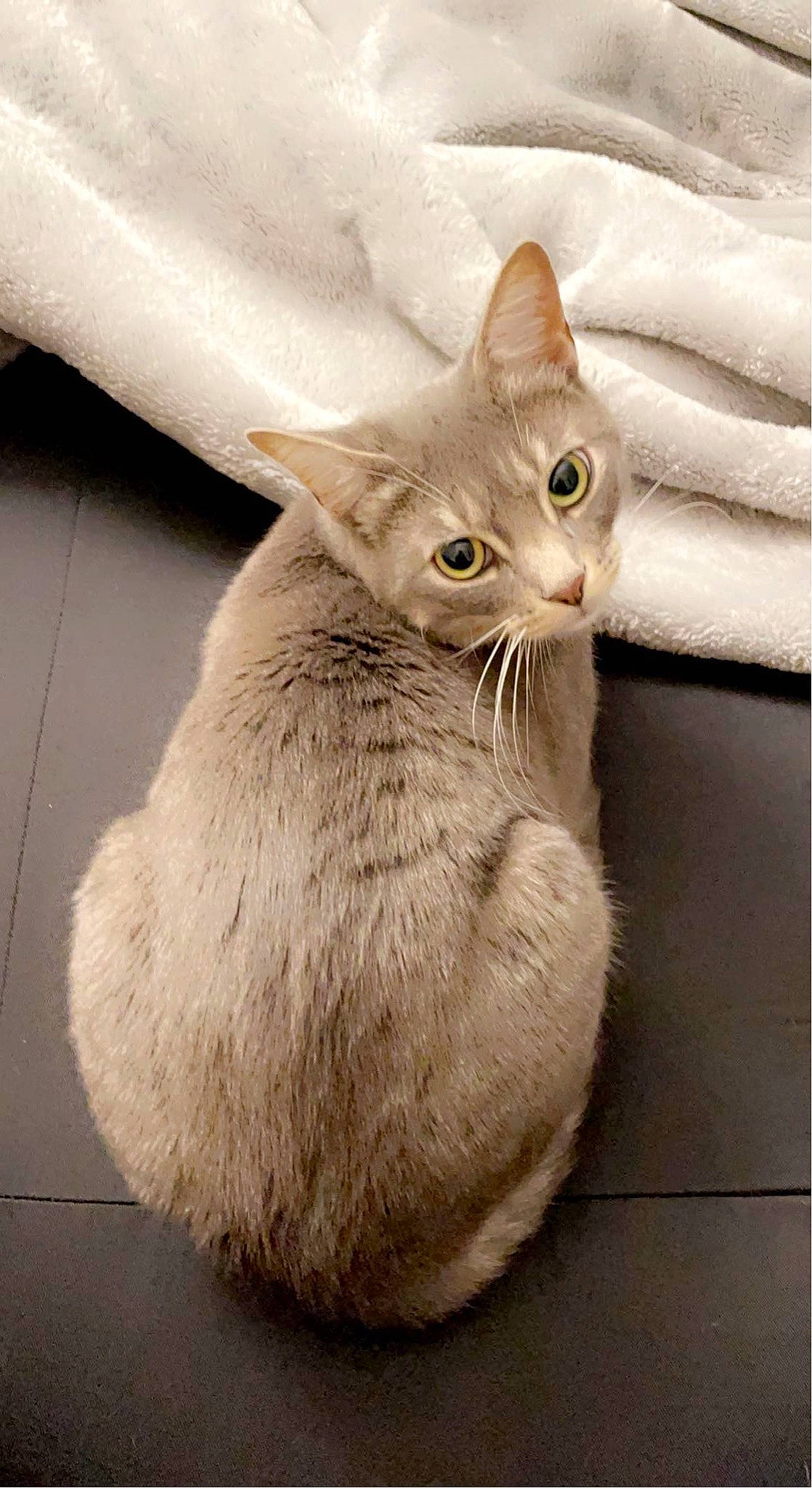 Retro is registered to the contest to win money with this photo: carnivore, cat, claw, domestic_short_haired_cat, fawn, felidae, fur, gesture, paw, small_to_medium_sized_cats, snout, tail, terrestrial_animal, whiskers