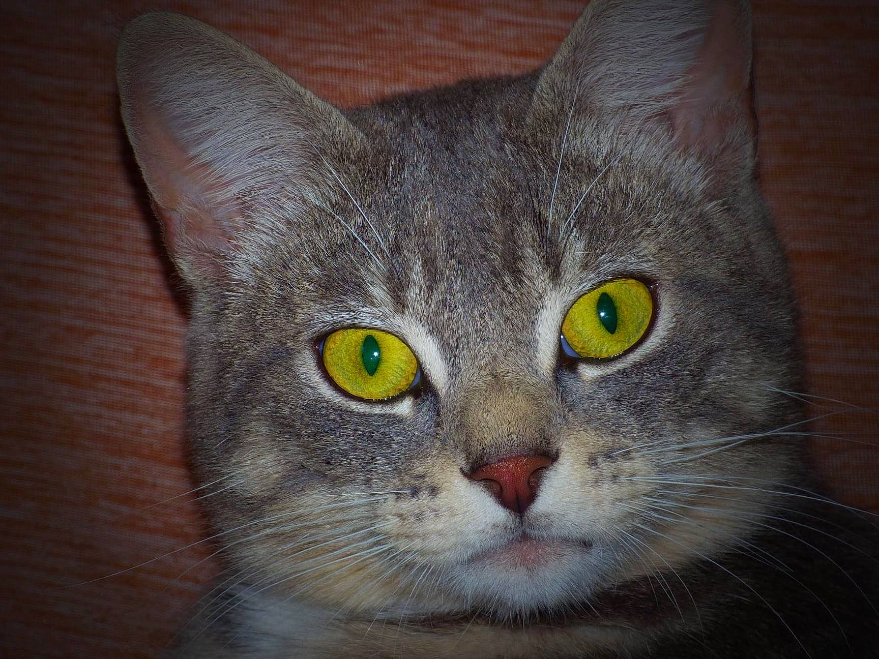 Retro is registered to the contest to win money with this photo: art, carnivore, cat, creative_arts, domestic_short_haired_cat, eye, felidae, fur, grey, head, small_to_medium_sized_cats, snout, terrestrial_animal, visual_arts, whiskers, window