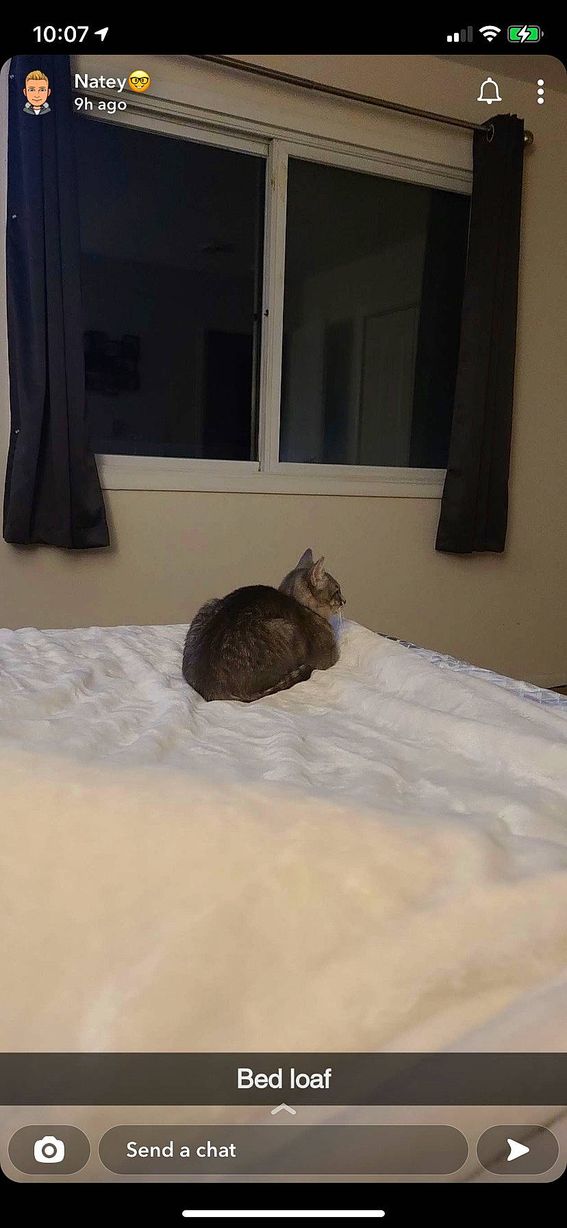 Retro is registered to the contest to win money with this photo: bedding, cat, comfort, domestic_short_haired_cat, felidae, floor, flooring, fur, grey, hardwood, linens, rabbit, rabbits_and_hares, room, small_to_medium_sized_cats, tail, terrestrial_animal, whiskers, window, wood