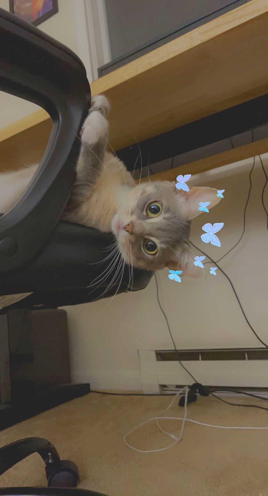 Retro is registered to the contest to win money with this photo: automotive_tire, carnivore, cat, comfort, domestic_short_haired_cat, electrical_wiring, fawn, felidae, fender, flooring, hardwood, rim, small_to_medium_sized_cats, tail, tire, vehicle, vehicle_door, wheel, whiskers, wood