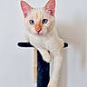 Brooke participe au concours pour gagner de l'argent avec cette photo : alert, animal, blue_eyes, cat, climbing, closeup, cream_fur, cute, feline, fluffy, indoor, kitten, pet, pink_ears, pink_nose, portrait, scratching_post, sitting, whiskers, white_background