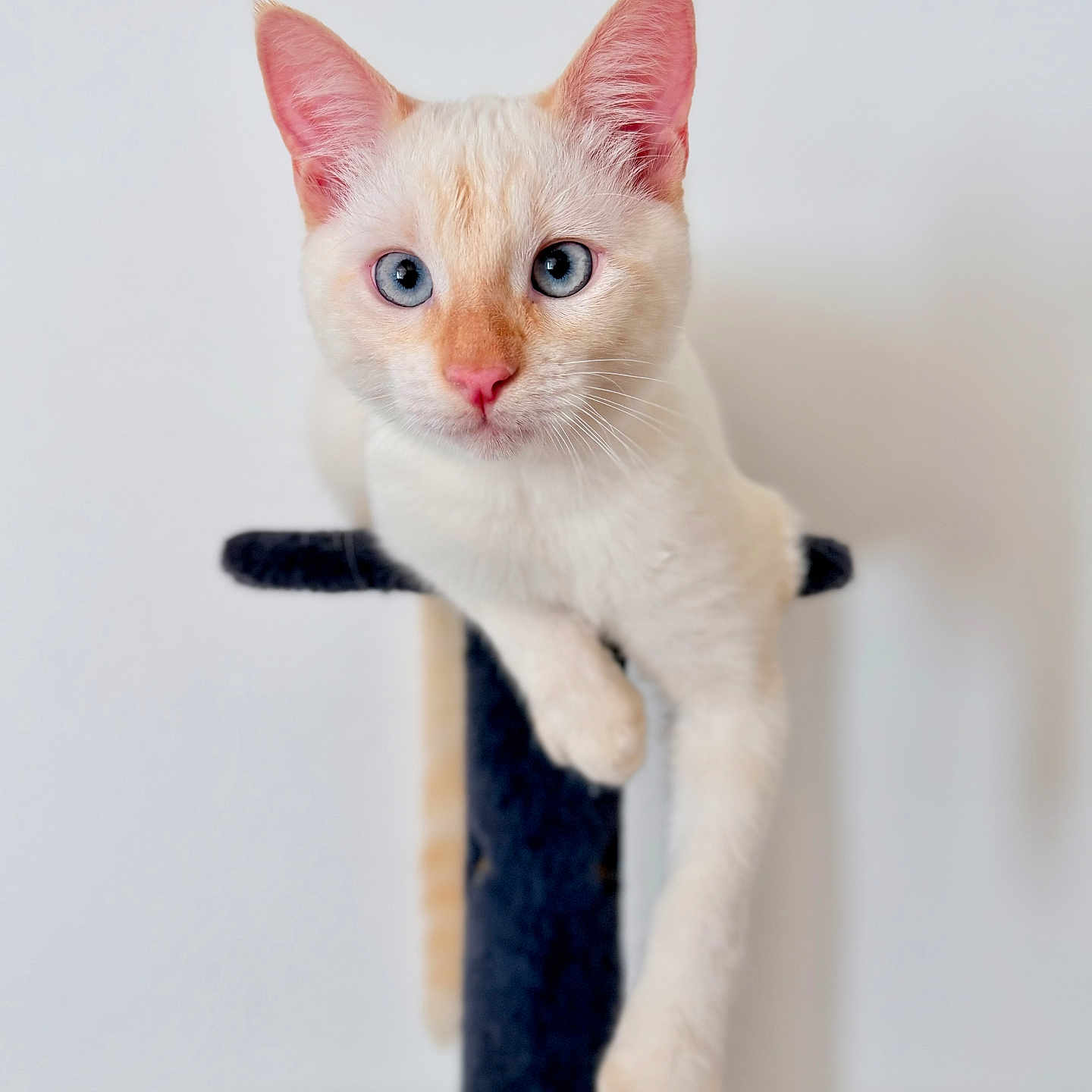 Brooke participe au concours pour gagner de l'argent avec cette photo : alert, animal, blue_eyes, cat, climbing, closeup, cream_fur, cute, feline, fluffy, indoor, kitten, pet, pink_ears, pink_nose, portrait, scratching_post, sitting, whiskers, white_background