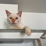 Brooke participe au concours pour gagner de l'argent avec cette photo : animal, blue_eyes, cabinet, cat, close_up, cream_colored, cute, ears, face, funny, furniture, indoors, kitten, looking_at_camera, paws, pet, portrait, tail, whiskers, white_background