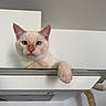 animal, blue_eyes, cabinet, cat, close_up, cream_colored, cute, ears, face, funny, furniture, indoors, kitten, looking_at_camera, paws, pet, portrait, tail, whiskers, white_background