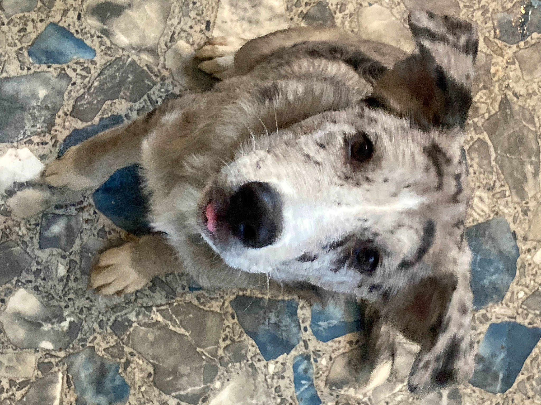 Ryker joined the competition — help win amazing prizes! big_cats, canidae, carnivore, companion_dog, dog, dog_breed, fang, fawn, fur, jaw, koolie, non_sporting_group, paw, snout, soil, sporting_group, street_dog, terrestrial_animal, whiskers, working_animal