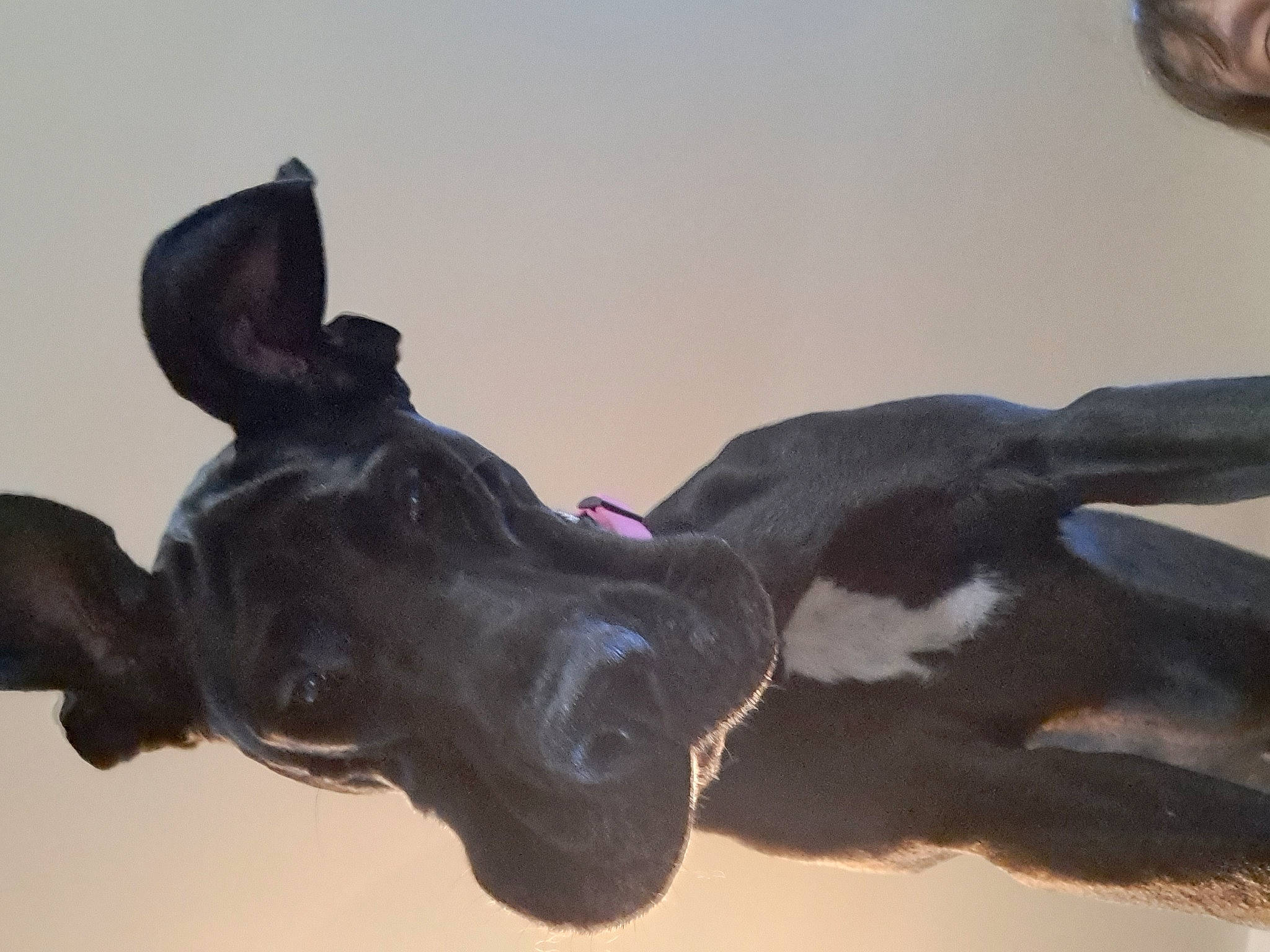 Avery is registered to the contest to win money with this photo: art, canidae, dog, dog_breed, fawn, gesture, guard_dog, horn, liver, pack_animal, sculpture, snout, sporting_group, statue, tail, terrestrial_animal, water, whiskers, wing, working_animal