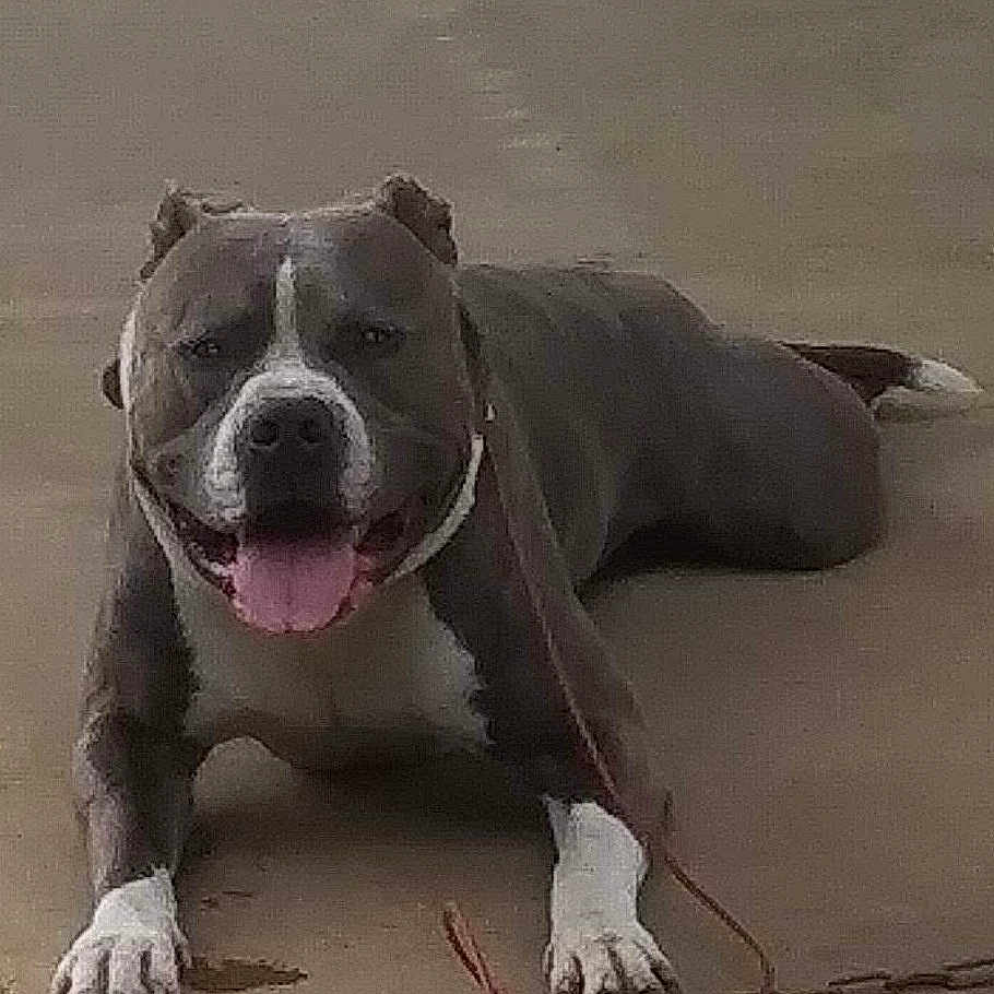 Tech Nine is registered to the contest to win money with this photo: animal, canine, chain, companion, concrete, cute, dog, domestic_animal, friendly, gray_coat, leash, lying_down, mammal, outdoor, pet, pitbull, resting, smiling, tongue_out, white_paws