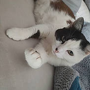 Caline participe au concours pour gagner de l'argent avec cette photo : cat, animal, pet, feline, black_and_white, fur, whiskers, paws, relaxing, indoor, blanket, knitted, cozy, resting, cute, closeup, soft, comfortable, laying, curious