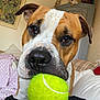 dog, tennis_ball, pet, close_up, indoor, brown_and_white, animal, cute, playing, face, snout, fur, ears, couch, pillows, home, cozy, looking_at_camera, toy, companion