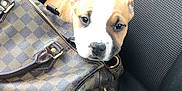 Simba a rejoint le concours — aidez-le/la à gagner de superbes lots ! puppy, dog, handbag, car_seat, interior, brown, checkered_pattern, pet, young_dog, seatbelt, leather_handle, zipper, curious, cute, animal, transportation, companion, close_up, indoor, car