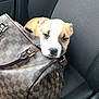 puppy, dog, handbag, car_seat, interior, brown, checkered_pattern, pet, young_dog, seatbelt, leather_handle, zipper, curious, cute, animal, transportation, companion, close_up, indoor, car
