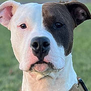 Mcluvin is registered to the contest to win money with this photo: dog, animal, portrait, close_up, pet, canine, white, brown, face, ears, outdoor, grass, collar, looking, expression, muzzle, snout, fur, alert, nature