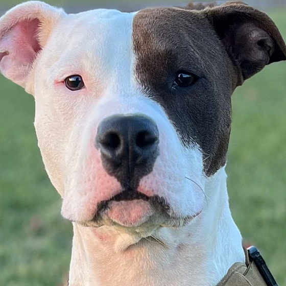 Mcluvin is registered to the contest to win money with this photo: dog, animal, portrait, close_up, pet, canine, white, brown, face, ears, outdoor, grass, collar, looking, expression, muzzle, snout, fur, alert, nature