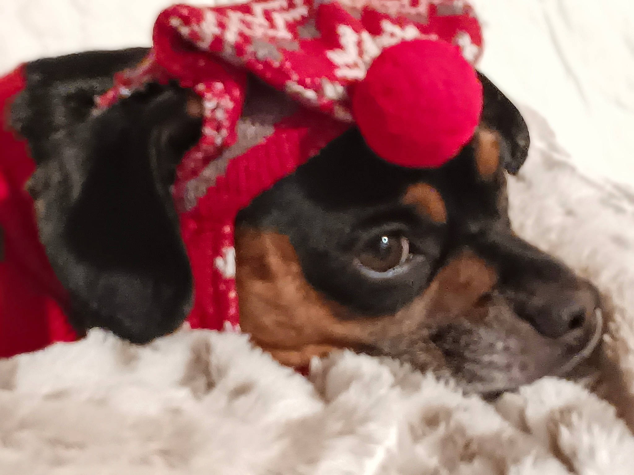 Kraytos is registered to the contest to win money with this photo: canidae, carmine, carnivore, chihuahua, comfort, companion_dog, dog, dog_breed, ear, fawn, fur, liver, paw, puppy_love, russkiy_toy, snout, sporting_group, toy_dog, whiskers, working_animal