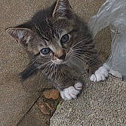 Izzy is registered to the contest to win money with this photo: kitten, cat, paws, whiskers, tabby, blue_eyes, fur, ears, nose, concrete, sidewalk, plastic_bag, curious, close_up, pet, domestic_animal, portrait, outdoor, texture, feline