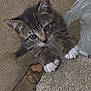 kitten, cat, paws, whiskers, tabby, blue_eyes, fur, ears, nose, concrete, sidewalk, plastic_bag, curious, close_up, pet, domestic_animal, portrait, outdoor, texture, feline