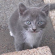 Scooter is registered to the contest to win money with this photo: kitten, cat, grey_cat, whiskers, green_eyes, curious, close_up, portrait, outdoor, pavement, concrete, young, small, fur, ears, tail, pet, domestic_animal, looking_up, texture