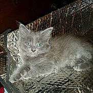 Fuzz Bucket is registered to the contest to win money with this photo: cat, kitten, gray_cat, fluffy, fur, green_eyes, ears, paws, reflection, foil, insulation_mat, pet, indoor, close_up, portrait, lying_down, cute, domestic, metallic_surface, soft_lighting