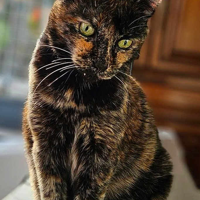Nami participe au concours pour gagner de l'argent avec cette photo : animal, blurred_background, cat, closeup, curious, cute, domestic_animal, elegant, feline, fur, furry, green_eyes, indoor, looking_down, pet, portrait, sitting, soft_light, tortoiseshell_cat, whiskers