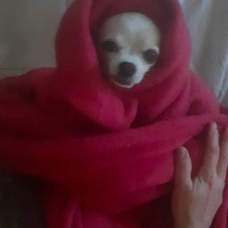 Taya a rejoint le concours — aidez-le/la à gagner de superbes lots ! animal, baby, blanket, canine, chihuahua, clothing, dog, eskimodog, face, head, hood, hound, person, pet, photography, portrait, puppy, purple, scarf, text