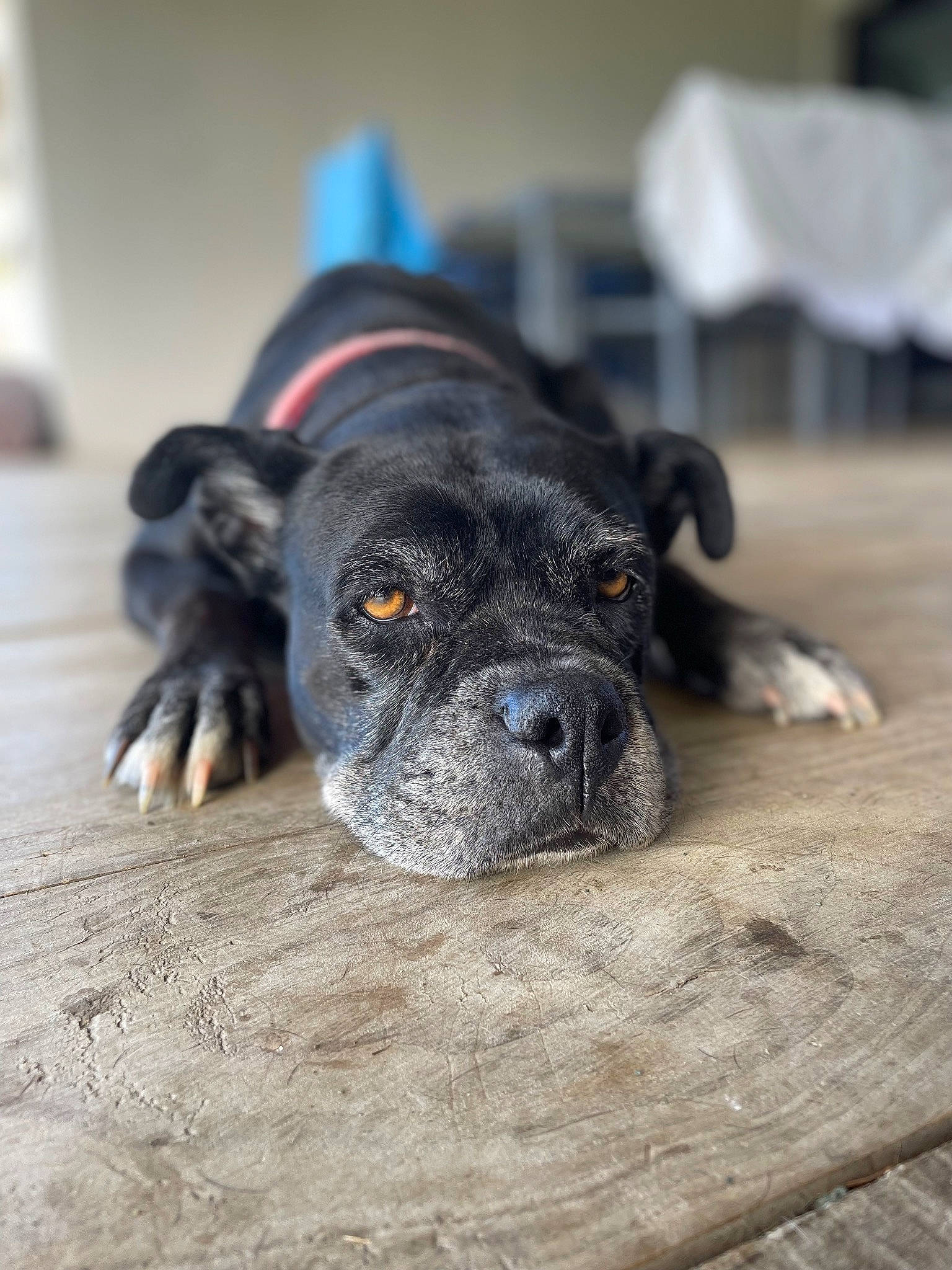 Lilou a rejoint le concours — aidez-le/la à gagner de superbes lots ! canidae, carnivore, companion_dog, dog, dog_breed, fawn, guard_dog, non_sporting_group, puppy, sporting_group, terrestrial_animal, toy_dog, whiskers, wood, working_animal, wrinkle