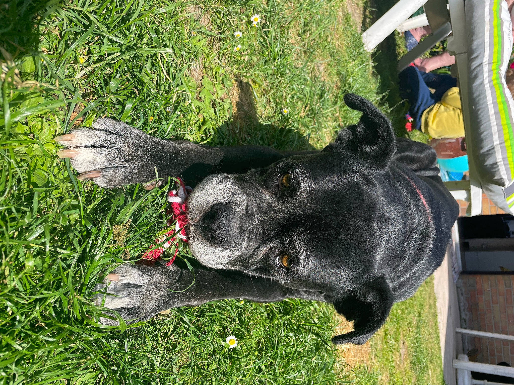 Lilou a rejoint le concours — aidez-le/la à gagner de superbes lots ! borador, canidae, carnivore, collar, companion_dog, dog, dog_breed, dog_collar, fawn, fur, grass, guard_dog, plant, sculpture, snout, sporting_group, tail, tree, working_animal, working_dog