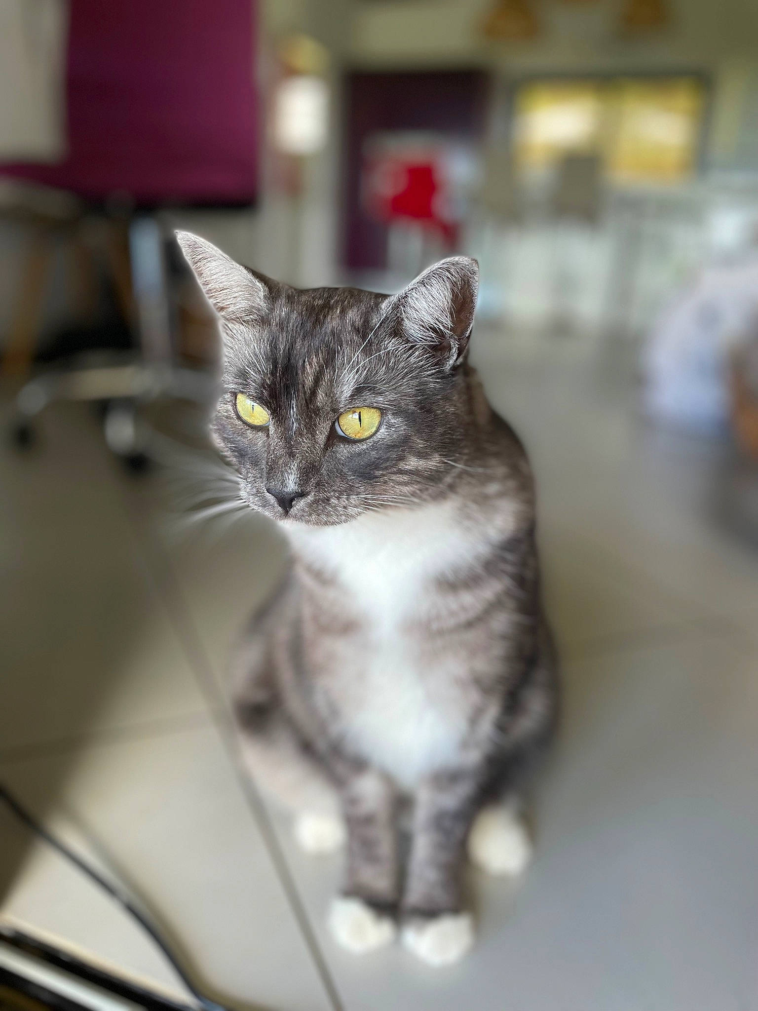 Silver a rejoint le concours — aidez-le/la à gagner de superbes lots ! box, carnivore, cat, domestic_short_haired_cat, event, eye, felidae, fur, grey, metal, paw, small_to_medium_sized_cats, snout, tail, whiskers, window