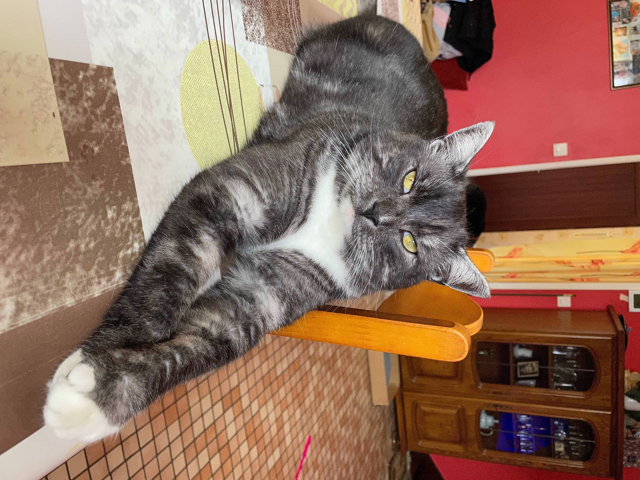 Silver participe au concours pour gagner de l'argent avec cette photo : bookcase, cabinetry, carnivore, cat, claw, domestic_short_haired_cat, felidae, flooring, fur, hardwood, machine, paw, room, shelf, small_to_medium_sized_cats, snout, tableware, tail, whiskers, wood