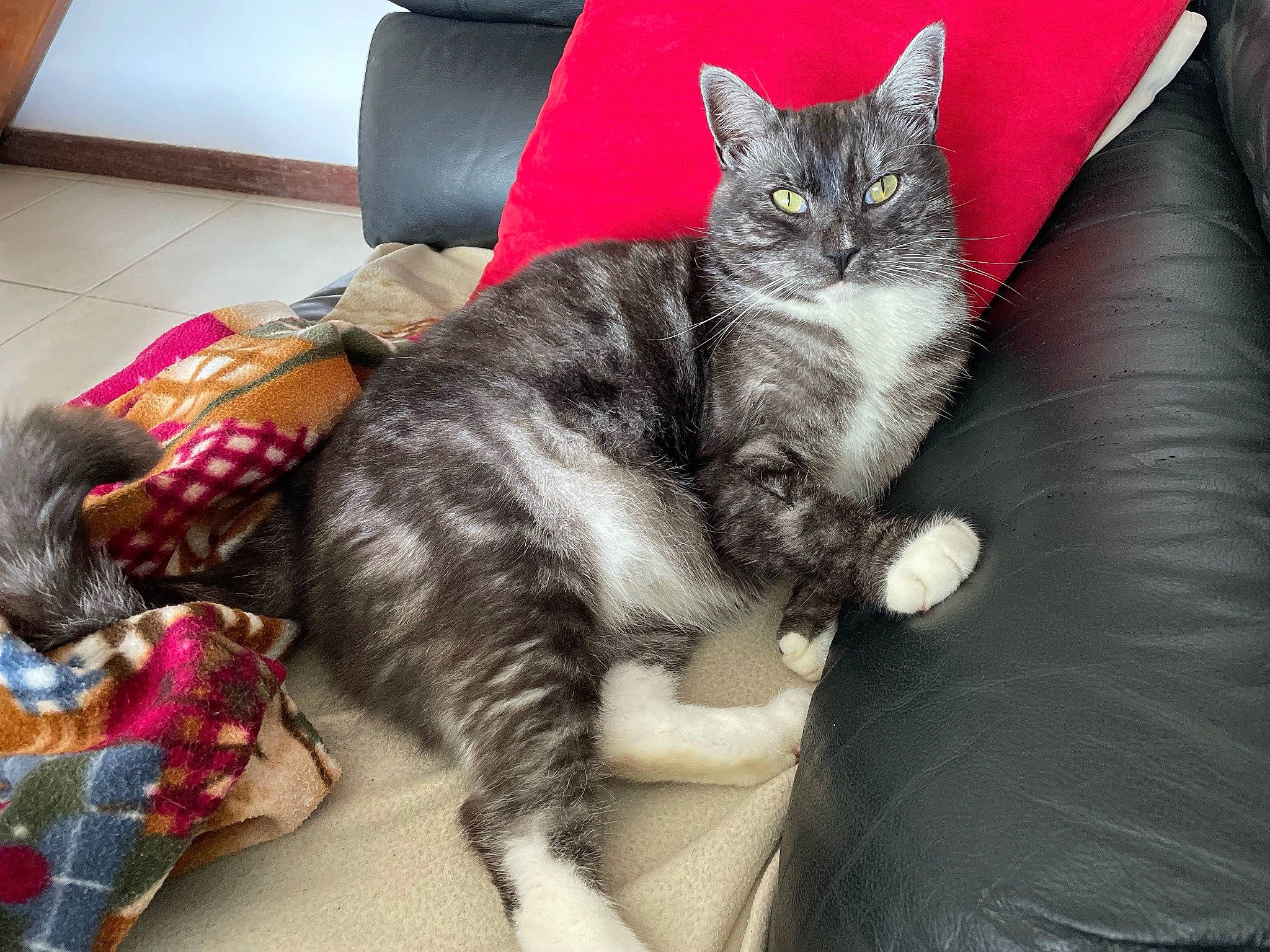 Silver a rejoint le concours — aidez-le/la à gagner de superbes lots ! carnivore, cat, claw, comfort, couch, domestic_short_haired_cat, felidae, fur, lap, living_room, nap, paw, sitting, small_to_medium_sized_cats, tail, vertebrate, whiskers