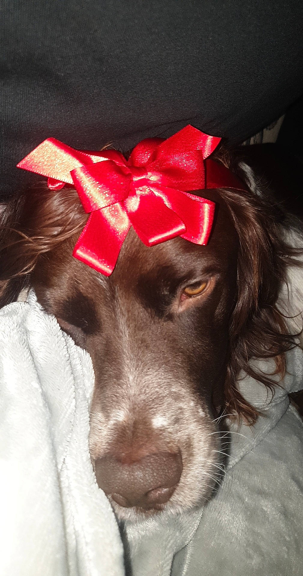 Phénix a rejoint le concours — aidez-le/la à gagner de superbes lots ! canidae, carmine, carnivore, collar, companion_dog, dog, dog_breed, dog_collar, dog_supply, ear, event, fashion_accessory, fur, liver, snout, spaniel, sporting_group, whiskers, working_animal