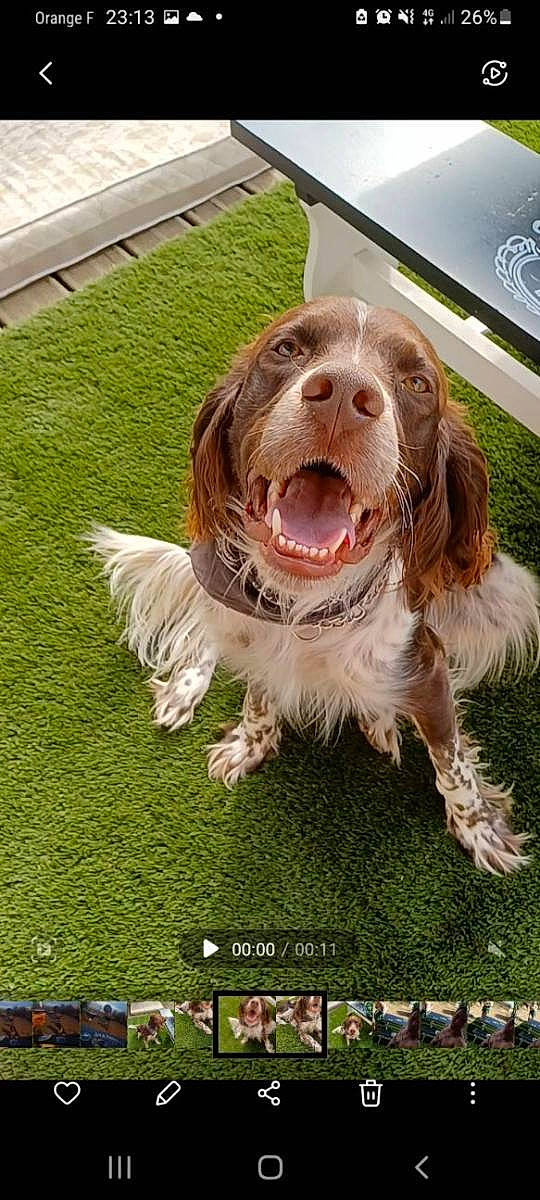 Phénix a rejoint le concours — aidez-le/la à gagner de superbes lots ! canidae, carnivore, companion_dog, dog, dog_breed, fang, grass, green, gun_dog, hunting_dog, liver, mechanical_fan, photo_caption, smile, snout, spaniel, sporting_group, whiskers, window, yawn